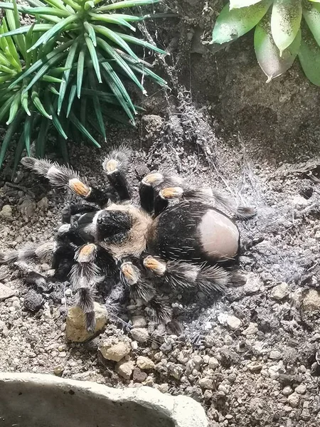 Tarantula Rozkošná Ale Trochu Jedovatá — Stock fotografie