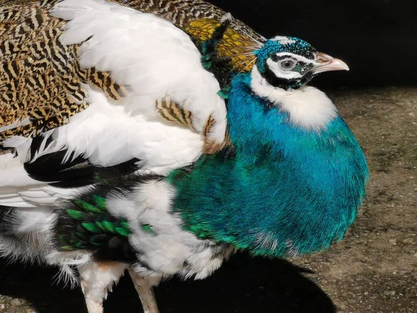 Pavo Real Con Plumas Encantadoras Ave Muy Especial — Foto de Stock