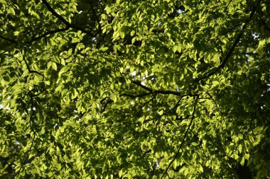 Çiçekler ve yeşillik. Güneşli bir günde çok güzel bir ortam.