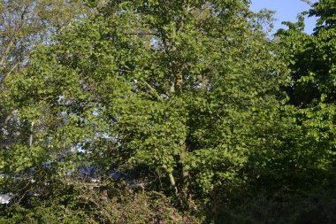 Çiçekler ve yeşillik. Güneşli bir günde çok güzel bir ortam.