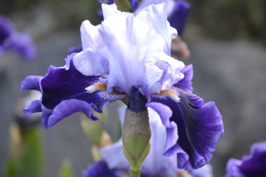 Çiçekler ve yeşillik. Güneşli bir günde çok güzel bir ortam.