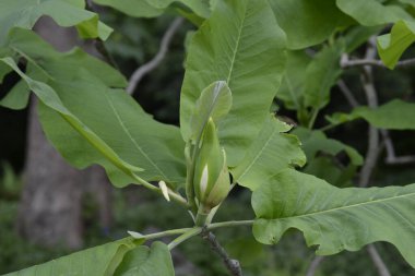 Çiçekler ve yeşillik. Güneşli bir günde çok güzel bir ortam.