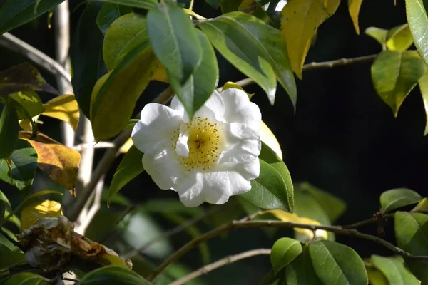 Flores Vegetación Con Ambiente Muy Agradable Día Soleado Con Luz — Foto de Stock