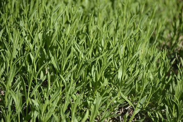 Flores Vegetação Com Ambiente Muito Agradável Dia Ensolarado Com Luz — Fotografia de Stock