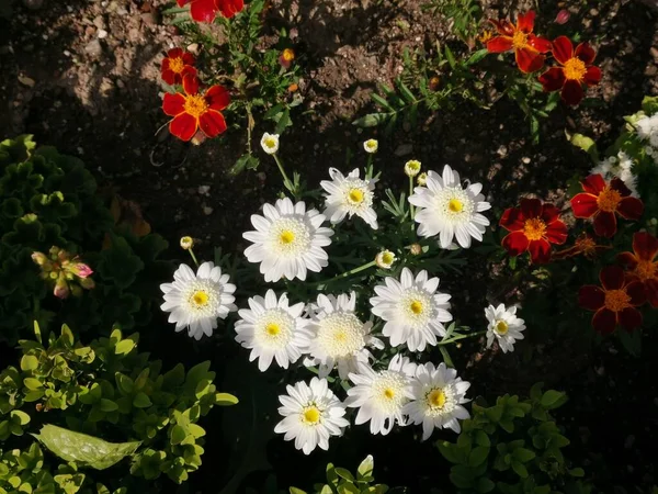 Květiny Zeleň Velmi Pěkným Prostředím Slunečného Dne Slunečním Světlem — Stock fotografie