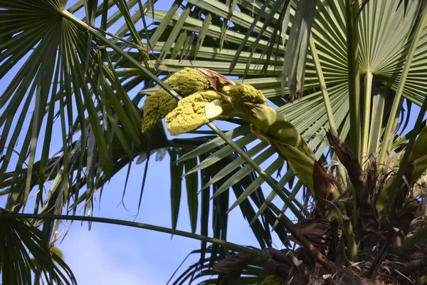 陽射しが差し込む晴れた日にはとても気持ちの良い雰囲気の花や緑 — ストック写真