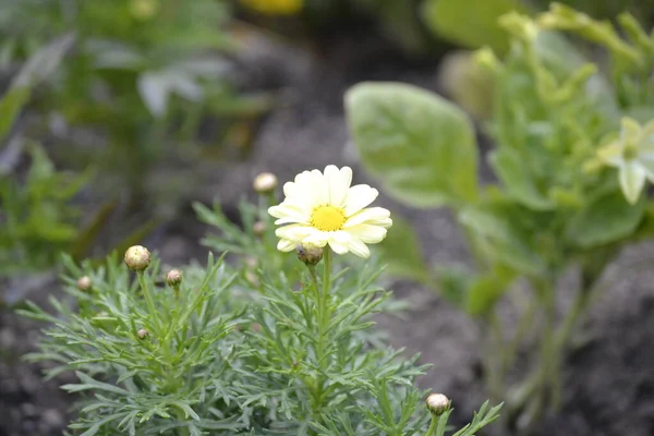 陽射しが差し込む晴れた日にはとても気持ちの良い雰囲気の花や緑 — ストック写真