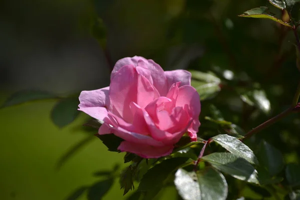 Bloemen Groen Met Een Zeer Mooie Ambiance Een Zonnige Dag — Stockfoto