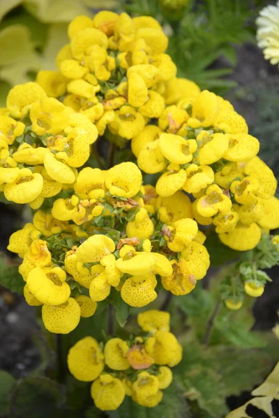 Virágok Zöldségek Nagyon Kellemes Hangulattal Egy Napsütéses Napon — Stock Fotó