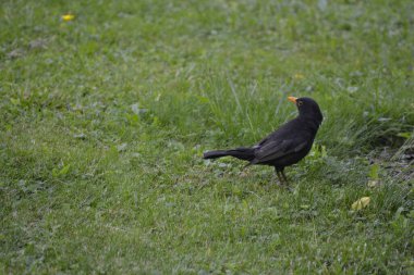 Yeşil parkta siyah bir karatavuk