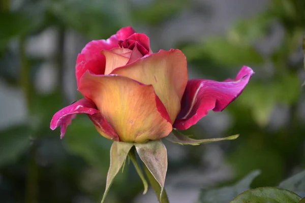 Una Hermosa Rosa Roja Amarilla Flor —  Fotos de Stock