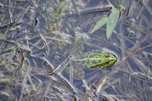 緑のカエルの池 — ストック写真