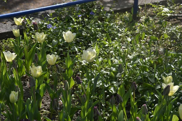 Tulipani Gialli Nei Colori Gialli — Foto Stock