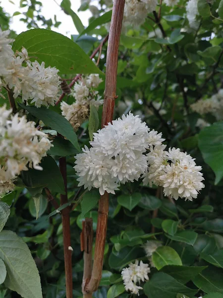 杜齐亚疥疮白花灌木植物 — 图库照片