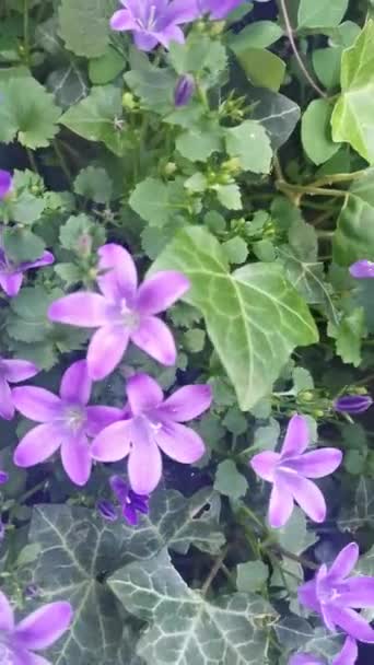 Piękne Fioletowe Kwiaty Lecie — Wideo stockowe