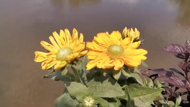 夏天美丽的黄花 — 图库视频影像