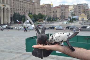 Ukrayna 'nın orijinal ismi Majdan Nesaleschnosti olan Kiev Özgürlük Meydanı' nda ellerinde çekirdekle yabani güvercinleri besliyorlar. 