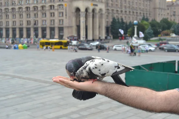 우크라이나 키예프의 프리덤 스퀘어에서 둥지를 비둘기에게 먹이를 원래는 스티였다 — 스톡 사진
