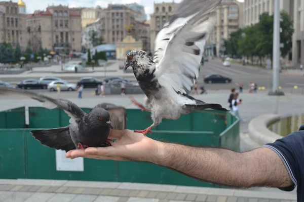 Ukrayna Nın Orijinal Ismi Majdan Nesaleschnosti Olan Kiev Özgürlük Meydanı — Stok fotoğraf