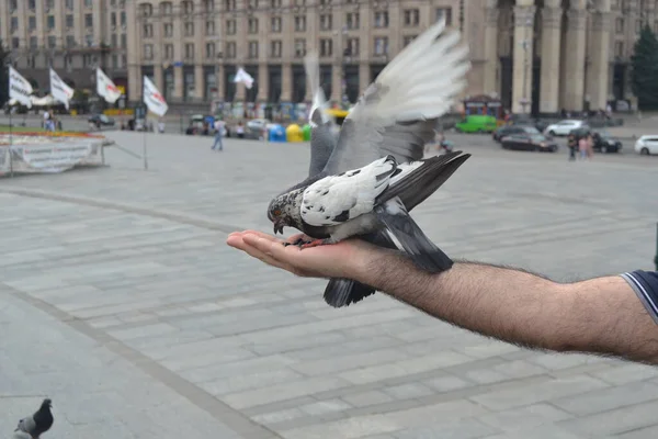 우크라이나 키예프의 프리덤 스퀘어에서 둥지를 비둘기에게 먹이를 원래는 스티였다 — 스톡 사진
