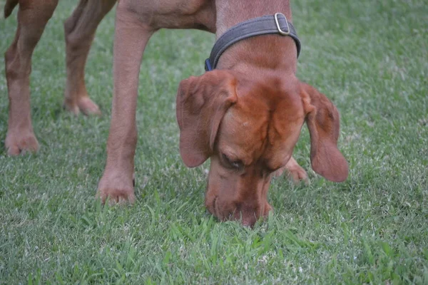 Cão Castanho Cheirar Relvado — Fotografia de Stock