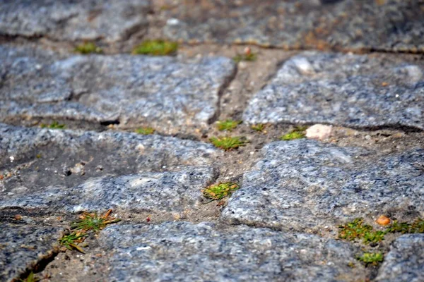 Cobblestones Close Green Meadows — Stock Photo, Image