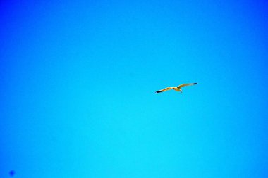 Mavi, el değmemiş bir gökyüzünde uçarken martı