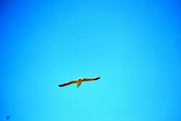 Gaivota Enquanto Voa Céu Azul Intocado — Fotografia de Stock