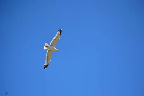 Mavi, el değmemiş bir gökyüzünde uçarken martı