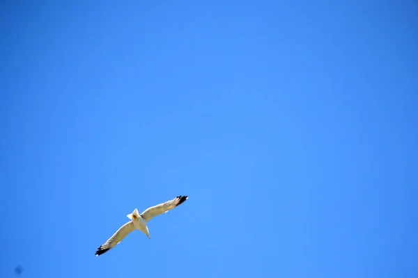 Mavi, el değmemiş bir gökyüzünde uçarken martı