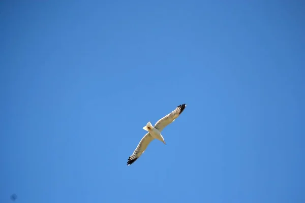 Mavi, el değmemiş bir gökyüzünde uçarken martı