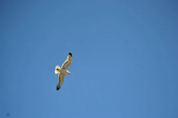 Gaivota Enquanto Voa Céu Azul Intocado — Fotografia de Stock