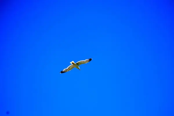 Gaivota Enquanto Voa Céu Azul Intocado — Fotografia de Stock