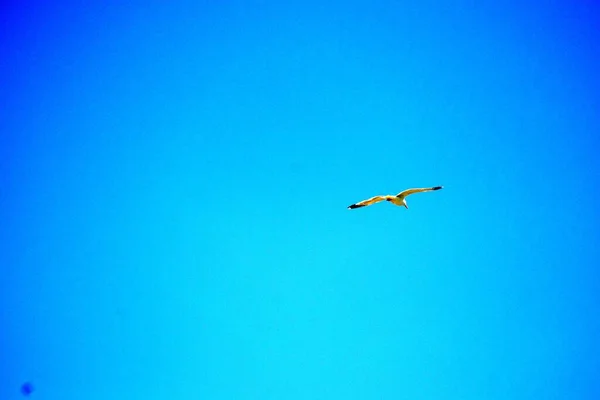 Gaivota Enquanto Voa Céu Azul Intocado — Fotografia de Stock