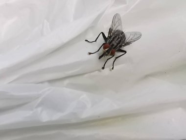 Brachycera ya da beyaz arka planda uç