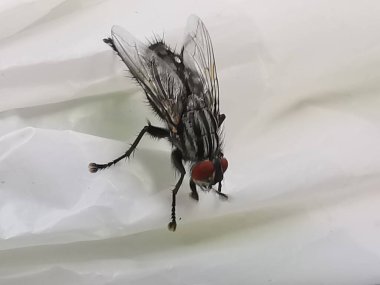 Brachycera ya da beyaz arka planda uç