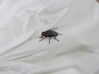 Brachycera ya da beyaz arka planda uç