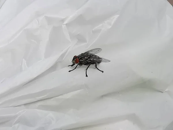 Brachycera Volar Sobre Fondo Blanco Cerca —  Fotos de Stock