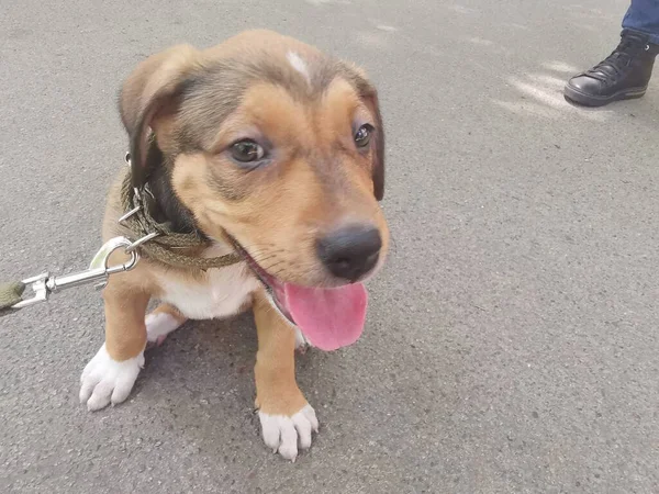 Pequeno Cachorro Marrom Uma Coleira Explora Meio Ambiente — Fotografia de Stock