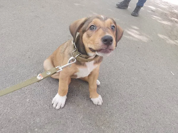 Pequeño Cachorro Marrón Con Correa Explora Medio Ambiente —  Fotos de Stock