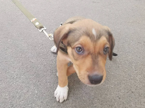 Little Brown Puppy Leash Explores Environment — Stock Photo, Image