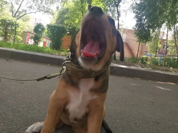 Pequeño Cachorro Marrón Con Correa Explora Medio Ambiente —  Fotos de Stock