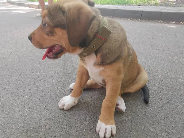 Little Brown Puppy Leash Explores Environment — Stock Photo, Image