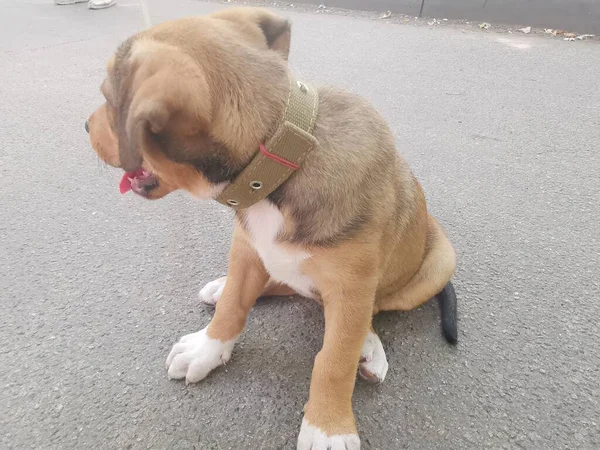 Pequeño Cachorro Marrón Con Correa Explora Medio Ambiente —  Fotos de Stock