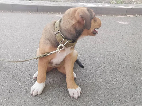 Little Brown Puppy Leash Explores Environment — Stock Photo, Image