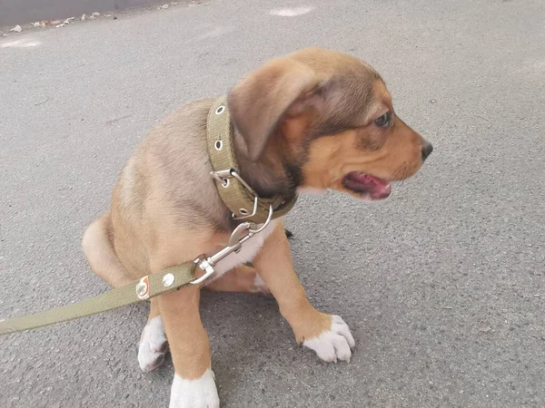 Pequeño Cachorro Marrón Con Correa Explora Medio Ambiente —  Fotos de Stock