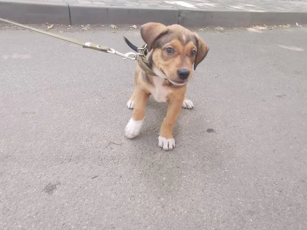 Pequeño Cachorro Marrón Con Correa Explora Medio Ambiente —  Fotos de Stock