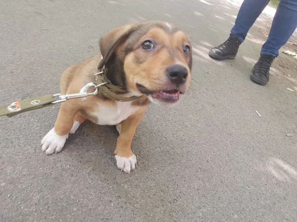 Pequeño Cachorro Marrón Con Correa Explora Medio Ambiente — Foto de Stock