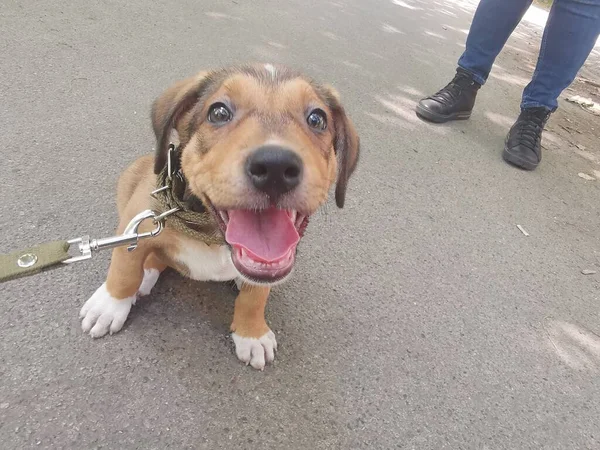 Pequeño Cachorro Marrón Con Correa Explora Medio Ambiente — Foto de Stock