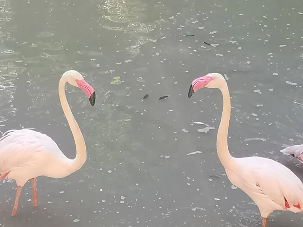 Flamingo Estanque Hermoso Pájaro Rosa — Foto de Stock
